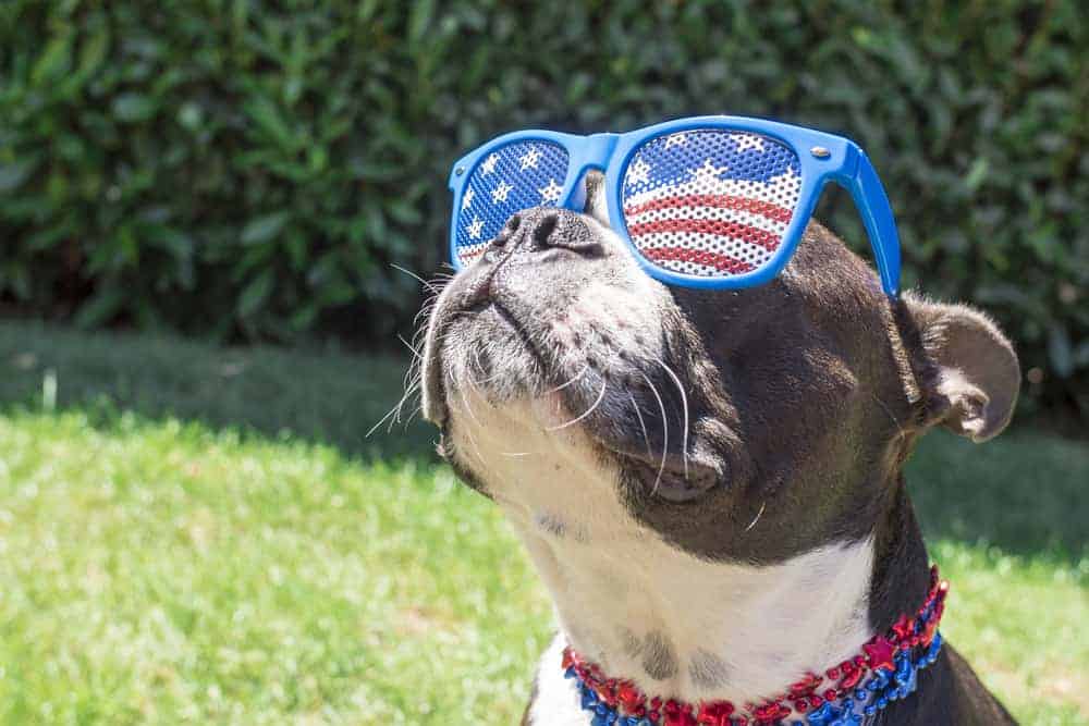 dog with patriotic sunglasses