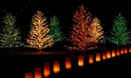 Christmas lights display with trees