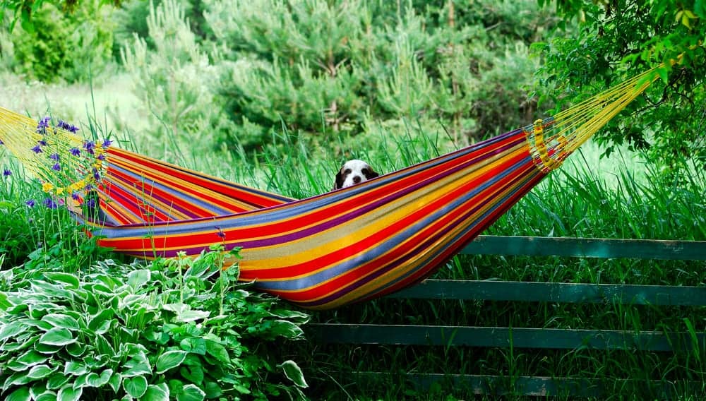 Dog relaxing in a colorful hammock in the woods