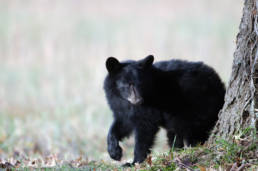 A black bear cub in the Smoky Mountains.