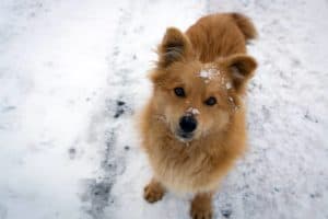 A dog in the snow.