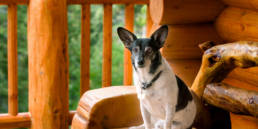 A dog sitting on the porch of a pet friendly cabin