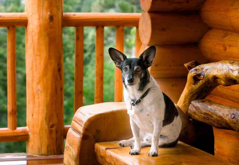 A dog sitting on the porch of a pet friendly cabin