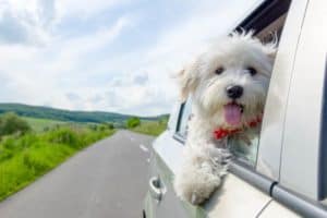 A happy dog sticking his head out the window of a car.