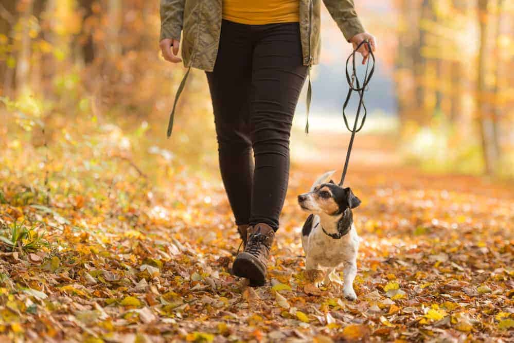 A woman hiking with her dog in the forest during the fall