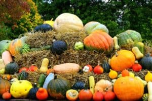 Pumpkins and gourds resting on bales of hay