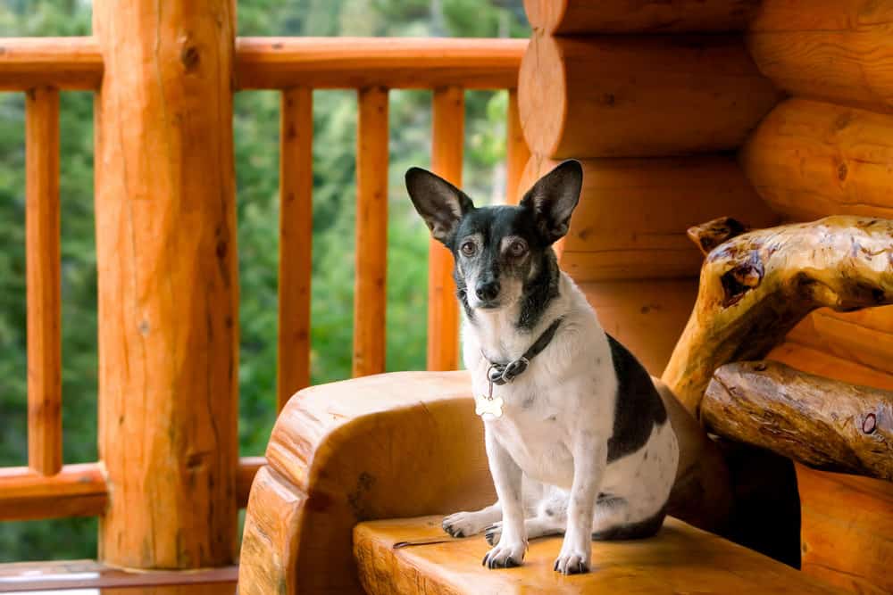 Dog sitting on porch