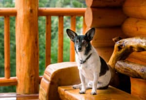 Dog sitting on porch
