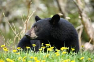 Black bear in flowers
