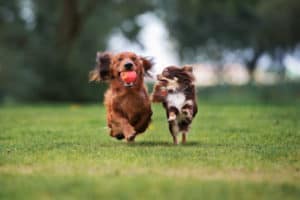 two dogs running in the grass together with a toy 